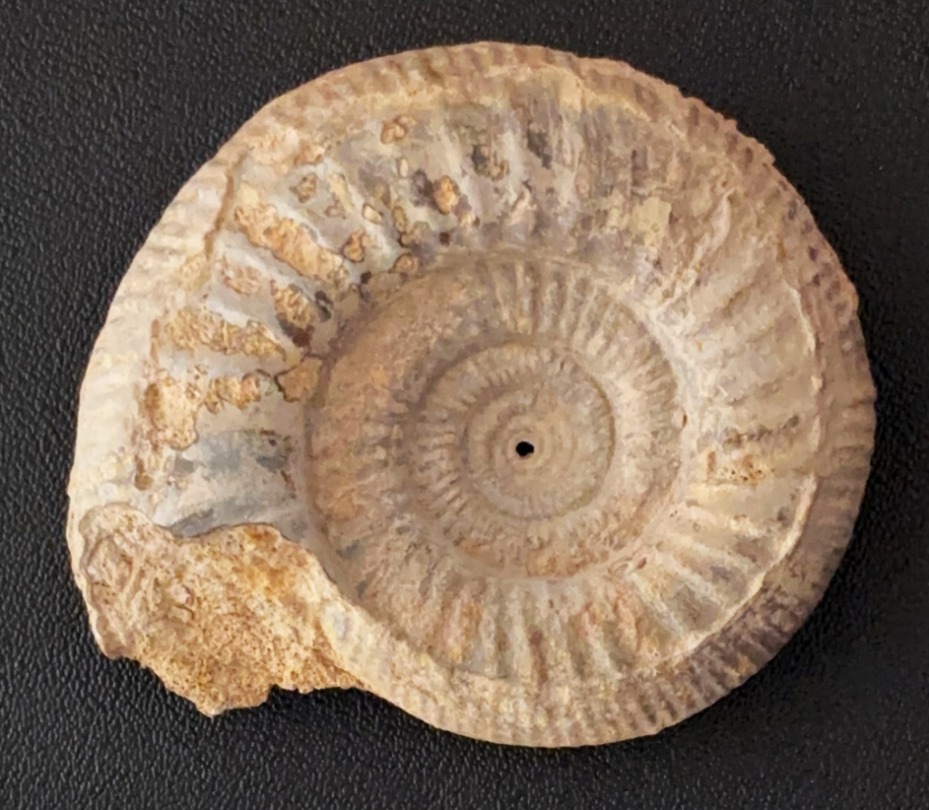 500 million year old sea shell