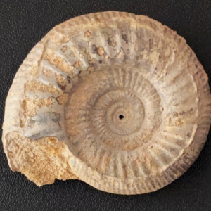 500 million year old sea shell